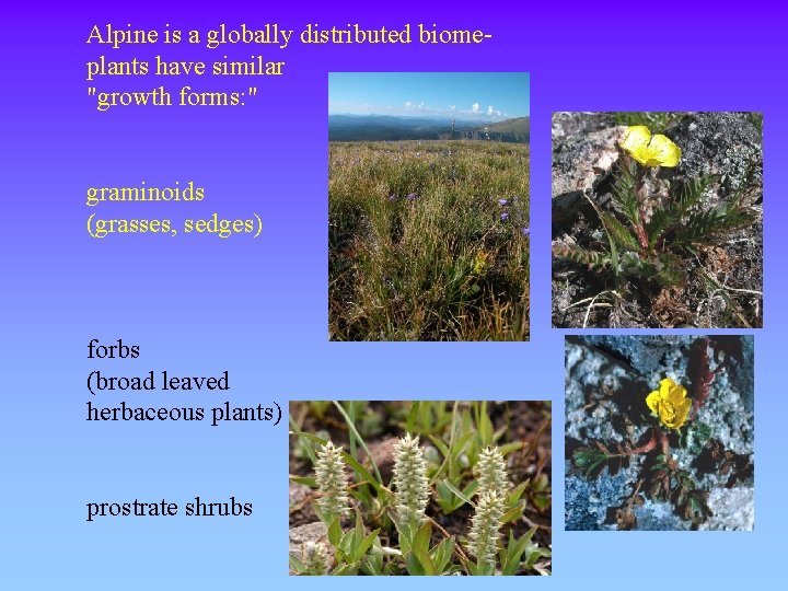 Alpine Vegetation patterns of biodiversity and response to