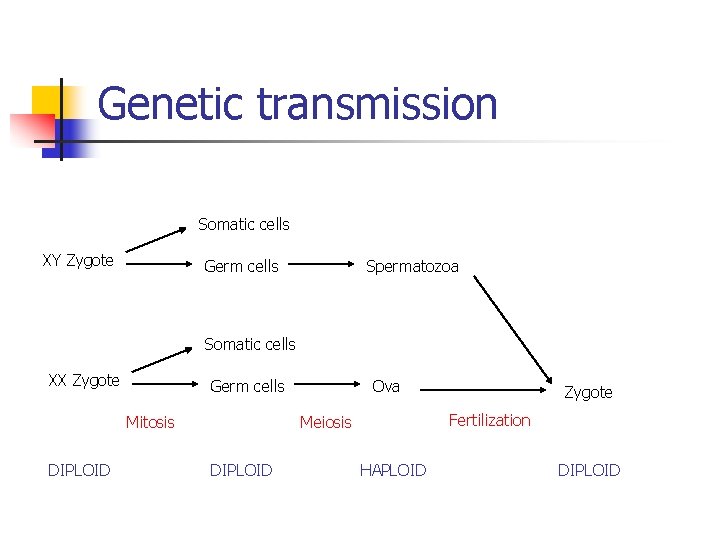 Genetic transmission Somatic cells XY Zygote Germ cells Spermatozoa Somatic cells XX Zygote Germ