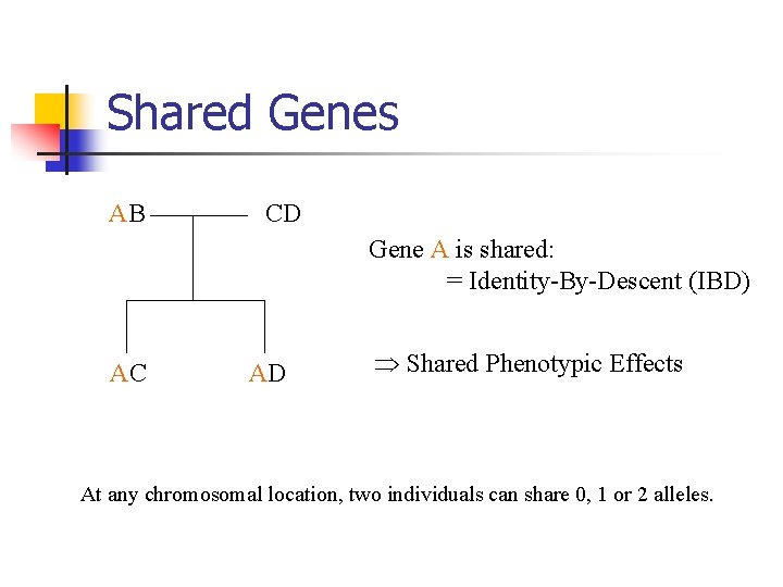 Shared Genes AB CD Gene A is shared: = Identity-By-Descent (IBD) AC AD Shared
