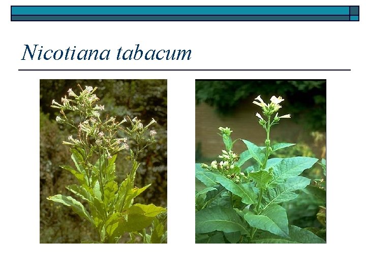 Nicotiana tabacum 