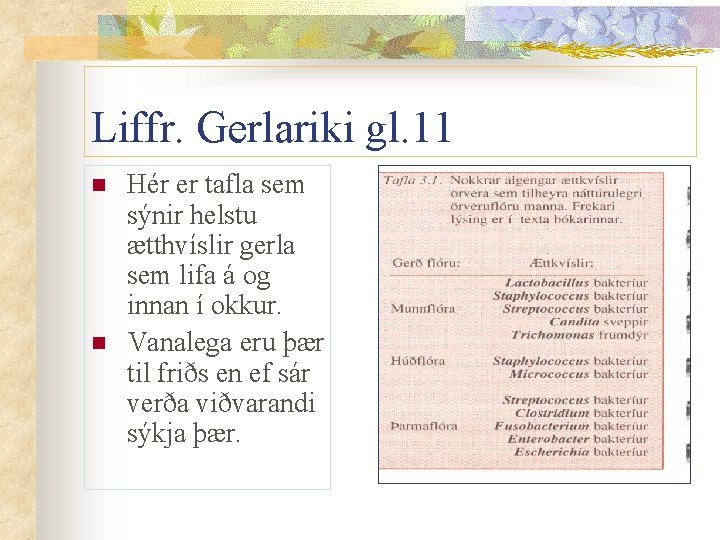 Liffr. Gerlariki gl. 11 n n Hér er tafla sem sýnir helstu ætthvíslir gerla