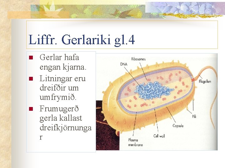 Liffr. Gerlariki gl. 4 n n n Gerlar hafa engan kjarna. Litningar eru dreifðir