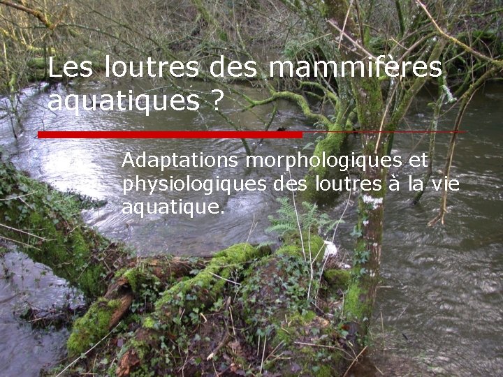 Les loutres des mammifères aquatiques ? Adaptations morphologiques et physiologiques des loutres à la