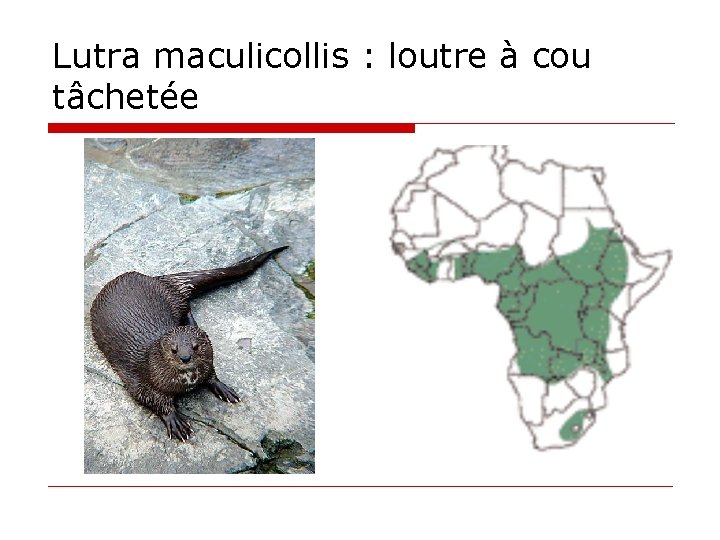 Lutra maculicollis : loutre à cou tâchetée 