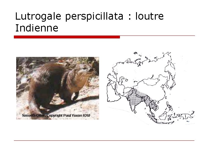 Lutrogale perspicillata : loutre Indienne 