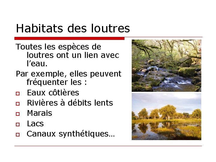 Habitats des loutres Toutes les espèces de loutres ont un lien avec l’eau. Par