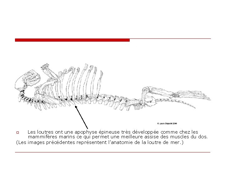 Les loutres ont une apophyse épineuse très développée comme chez les mammifères marins ce