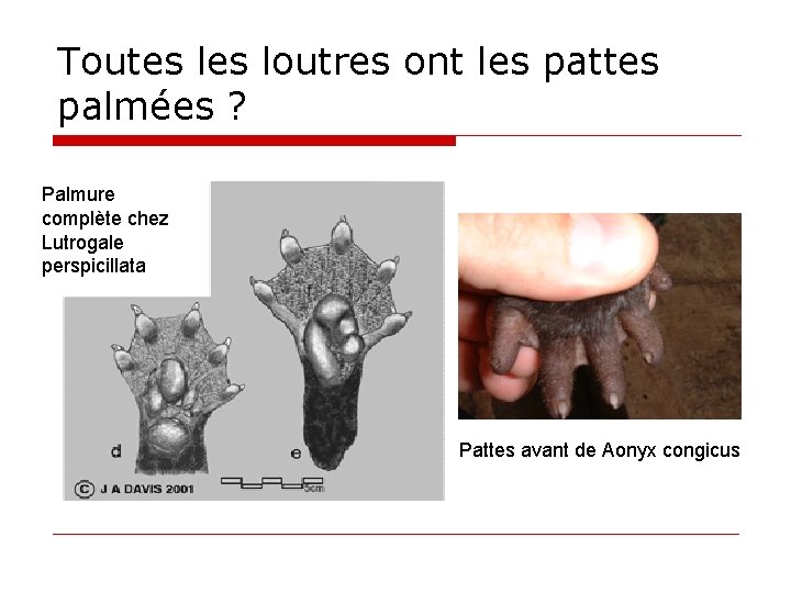 Toutes loutres ont les pattes palmées ? Palmure complète chez Lutrogale perspicillata Pattes avant