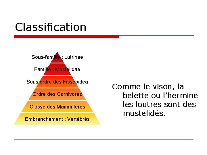 Classification Sous-famille : Lutrinae Famille : Mustelidae Sous ordre des Fissepidea Ordre des Carnivores