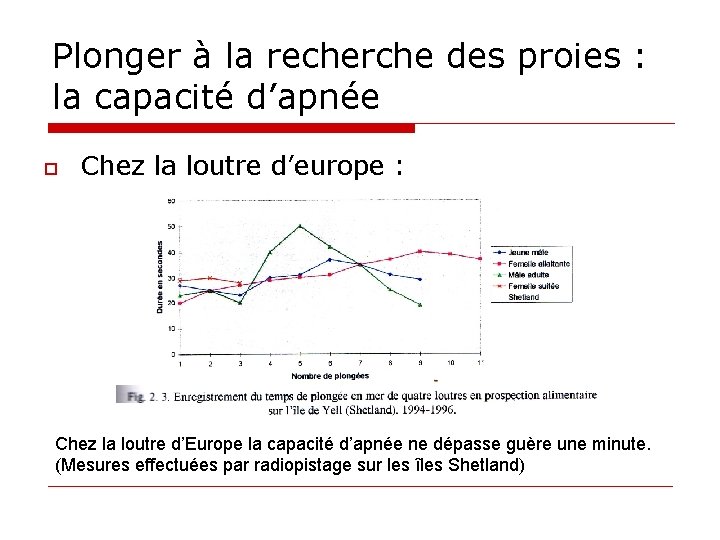 Plonger à la recherche des proies : la capacité d’apnée o Chez la loutre