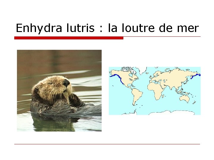 Enhydra lutris : la loutre de mer 