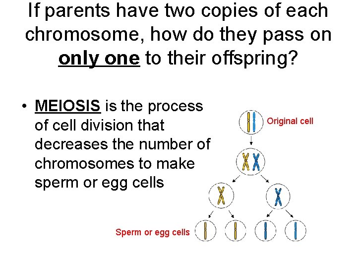 If parents have two copies of each chromosome, how do they pass on only If parents have two copies of each chromosome, how do they pass on only