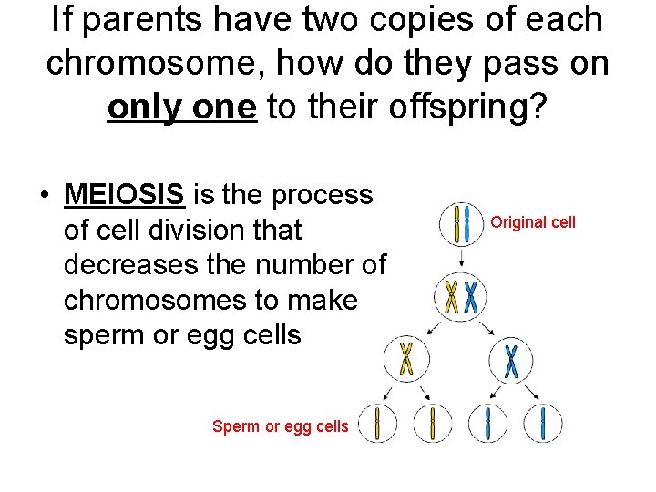 If parents have two copies of each chromosome, how do they pass on only