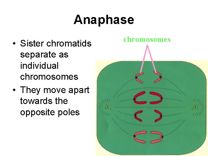 Anaphase • Sister chromatids separate as individual chromosomes • They move apart towards the