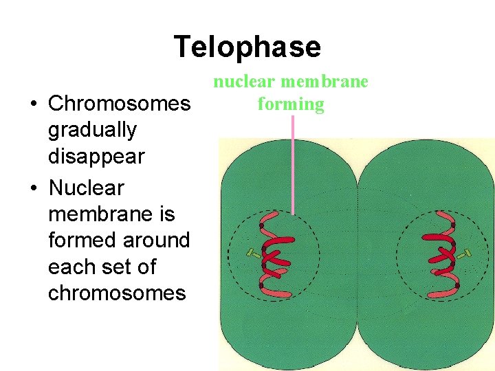 Telophase • Chromosomes gradually disappear • Nuclear membrane is formed around each set of