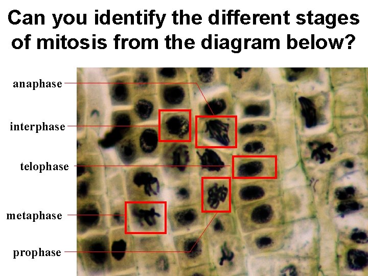 Can you identify the different stages of mitosis from the diagram below? anaphase interphase