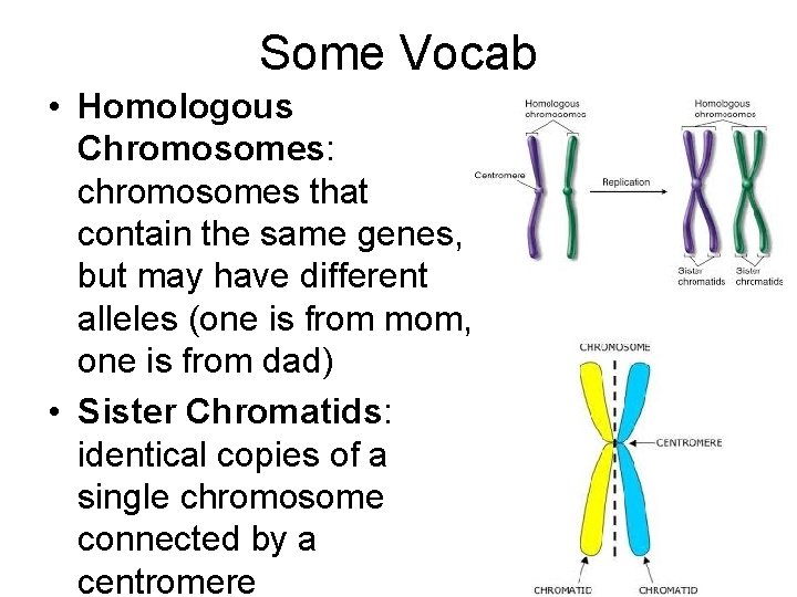 Some Vocab • Homologous Chromosomes: chromosomes that contain the same genes, but may have Some Vocab • Homologous Chromosomes: chromosomes that contain the same genes, but may have