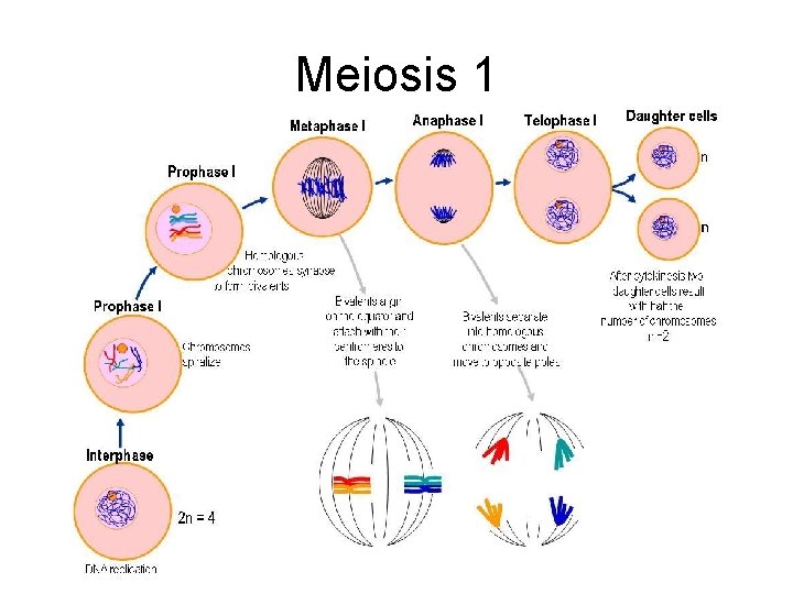 Meiosis 1 Meiosis 1