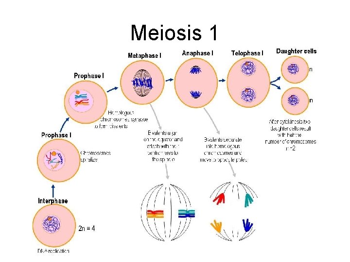 Meiosis 1 