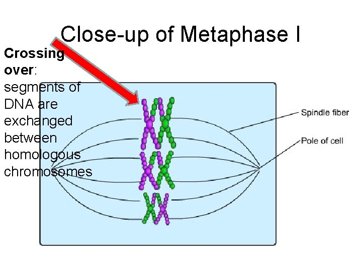 Close-up of Metaphase I Crossing over: segments of DNA are exchanged between homologous chromosomes