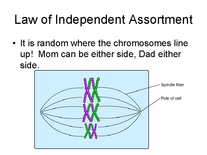 Law of Independent Assortment • It is random where the chromosomes line up! Mom Law of Independent Assortment • It is random where the chromosomes line up! Mom