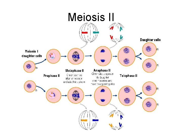 Meiosis II Meiosis II