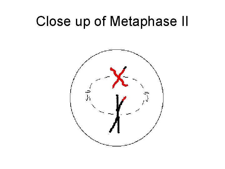 Close up of Metaphase II 