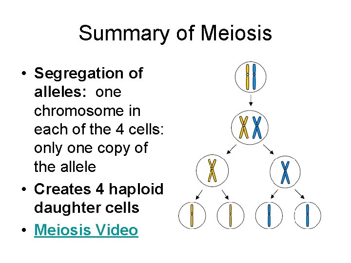 Summary of Meiosis • Segregation of alleles: one chromosome in each of the 4