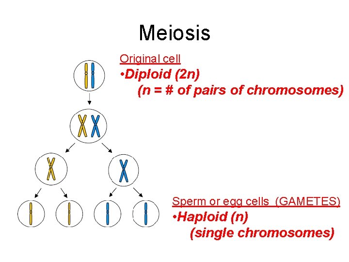 Meiosis Original cell • Diploid (2 n) (n = # of pairs of chromosomes)