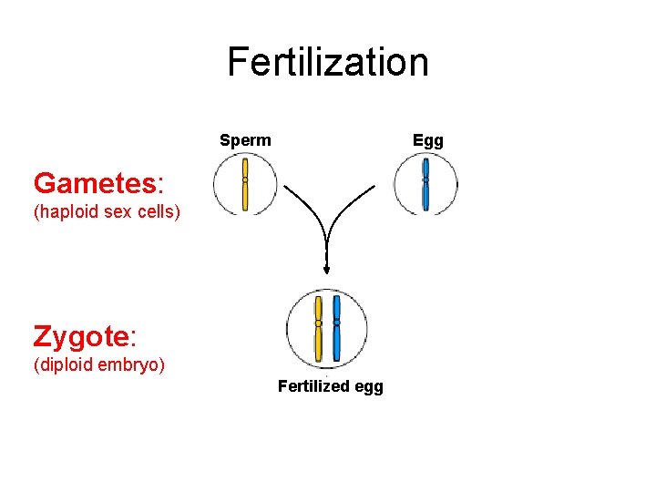 Fertilization Sperm Egg Gametes: (haploid sex cells) Zygote: (diploid embryo) Fertilized egg 