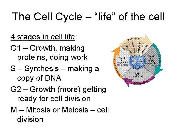 The Cell Cycle – “life” of the cell 4 stages in cell life: G The Cell Cycle – “life” of the cell 4 stages in cell life: G