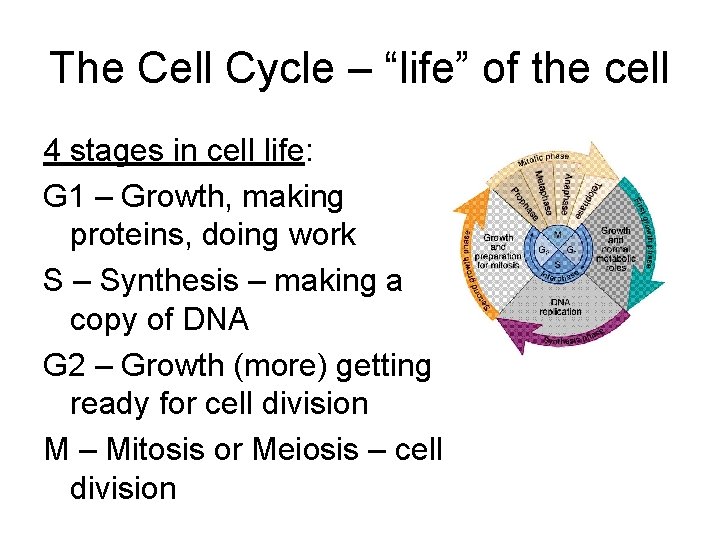 The Cell Cycle – “life” of the cell 4 stages in cell life: G