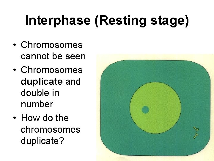 Interphase (Resting stage) • Chromosomes cannot be seen • Chromosomes duplicate and double in