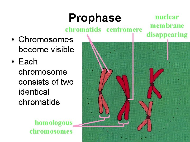 Prophase nuclear membrane chromatids centromere disappearing • Chromosomes become visible • Each chromosome consists Prophase nuclear membrane chromatids centromere disappearing • Chromosomes become visible • Each chromosome consists
