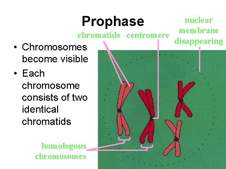 Prophase nuclear membrane chromatids centromere disappearing • Chromosomes become visible • Each chromosome consists