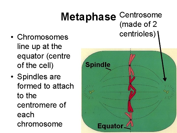 Metaphase Centrosome • Chromosomes line up at the equator (centre of the cell) • Metaphase Centrosome • Chromosomes line up at the equator (centre of the cell) •