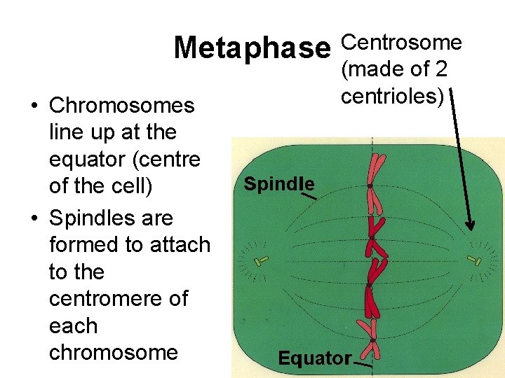 Metaphase Centrosome • Chromosomes line up at the equator (centre of the cell) •