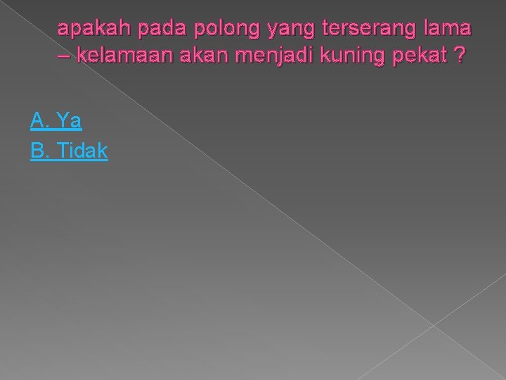 apakah pada polong yang terserang lama – kelamaan akan menjadi kuning pekat ? A.