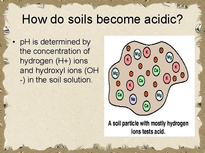 How do soils become acidic? • p. H is determined by the concentration of How do soils become acidic? • p. H is determined by the concentration of