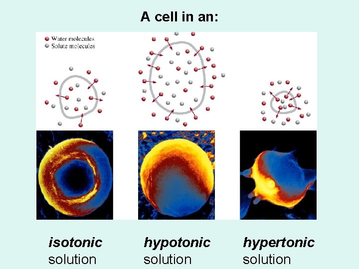 A cell in an: isotonic solution hypertonic solution 