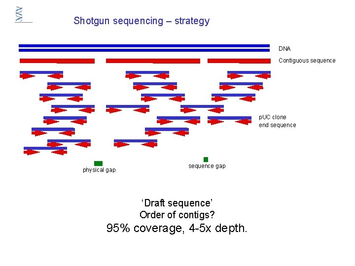Shotgun sequencing – strategy DNA Contiguous sequence p. UC clone end sequence physical gap Shotgun sequencing – strategy DNA Contiguous sequence p. UC clone end sequence physical gap