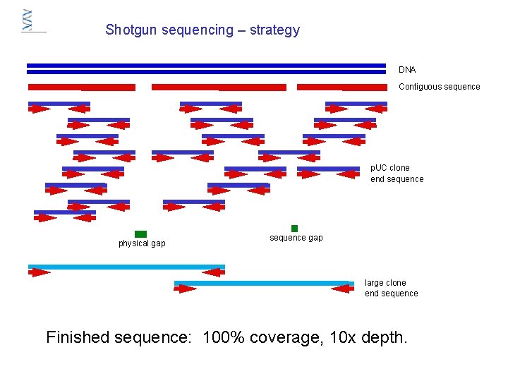 Shotgun sequencing – strategy DNA Contiguous sequence p. UC clone end sequence physical gap Shotgun sequencing – strategy DNA Contiguous sequence p. UC clone end sequence physical gap
