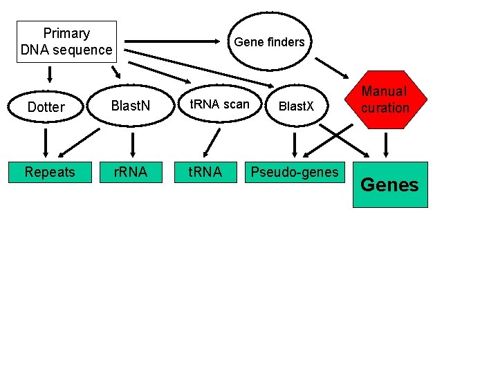 Primary DNA sequence Gene finders Dotter Blast. N t. RNA scan Repeats r. RNA Primary DNA sequence Gene finders Dotter Blast. N t. RNA scan Repeats r. RNA