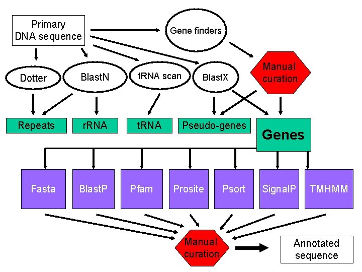 Primary DNA sequence Gene finders Dotter Blast. N t. RNA scan Repeats r. RNA Primary DNA sequence Gene finders Dotter Blast. N t. RNA scan Repeats r. RNA