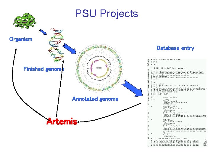 PSU Projects Organism Database entry Finished genome Annotated genome Artemis PSU Projects Organism Database entry Finished genome Annotated genome Artemis
