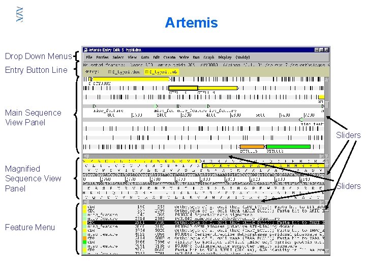 Artemis Drop Down Menus Entry Button Line Main Sequence View Panel Sliders Magnified Sequence Artemis Drop Down Menus Entry Button Line Main Sequence View Panel Sliders Magnified Sequence
