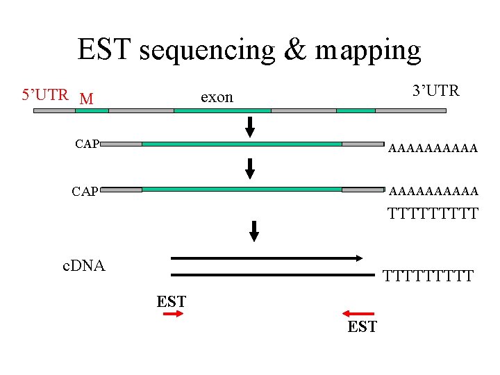 EST sequencing & mapping 5’UTR M intron exon stop 3’UTR CAP AAAAAAAAAA m. RNA EST sequencing & mapping 5’UTR M intron exon stop 3’UTR CAP AAAAAAAAAA m. RNA