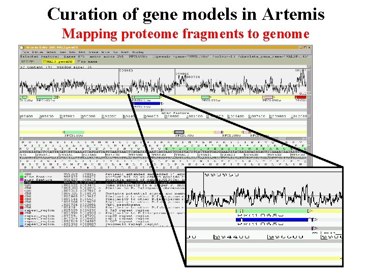Curation of gene models in Artemis Mapping proteome fragments to genome Curation of gene models in Artemis Mapping proteome fragments to genome