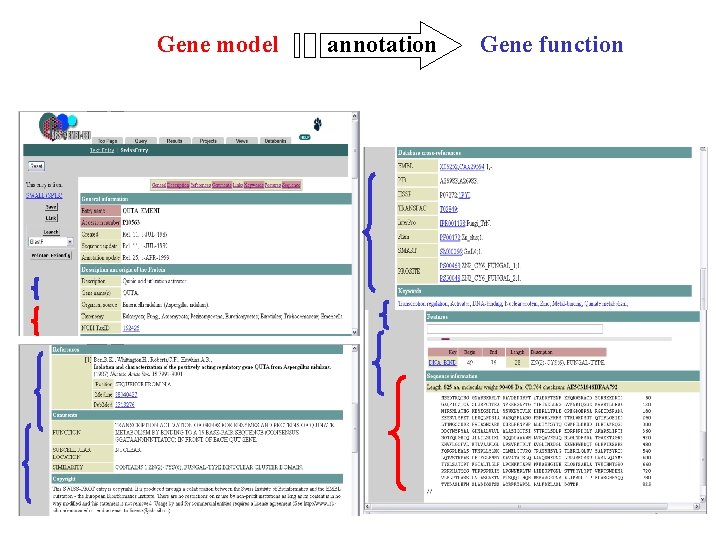 Gene model annotation Gene function Gene model annotation Gene function