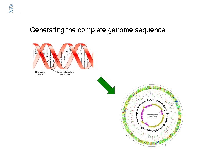 Generating the complete genome sequence Generating the complete genome sequence